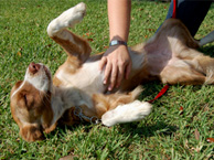 Dog getting belly-rub